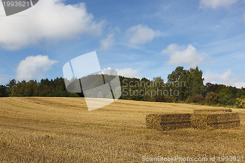 Image of Straw bales on field