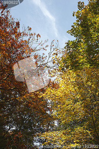 Image of Forrest in many colours