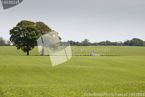 Image of Trees on Field