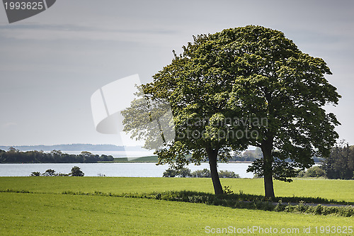 Image of Trees on Field