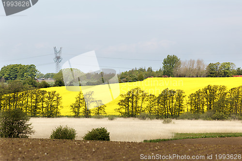 Image of Yellow oilseed rape field