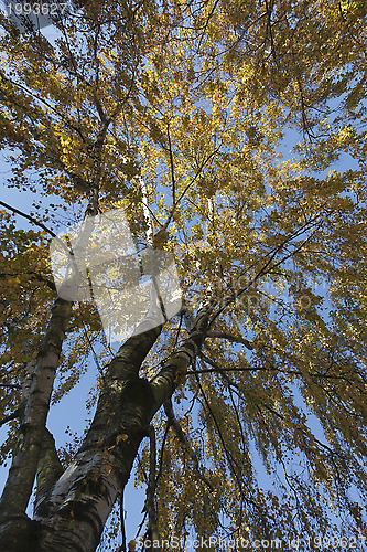 Image of Birch Tree