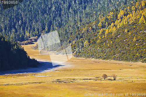 Image of Forest in autumn 