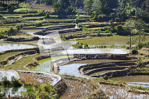 Image of Rice terraces at day