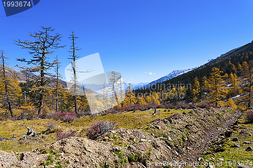 Image of The mountain autumn landscape with colorful forest 