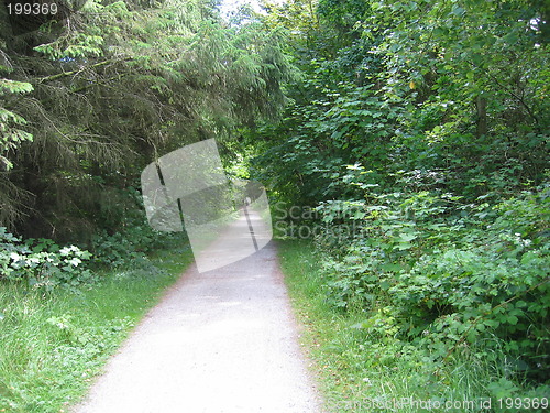 Image of forest path