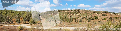 Image of Empty hiking trail among low yellow hills with pinetrees