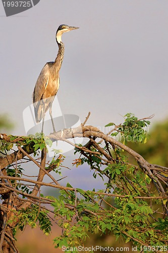 Image of Black-Headed Heron