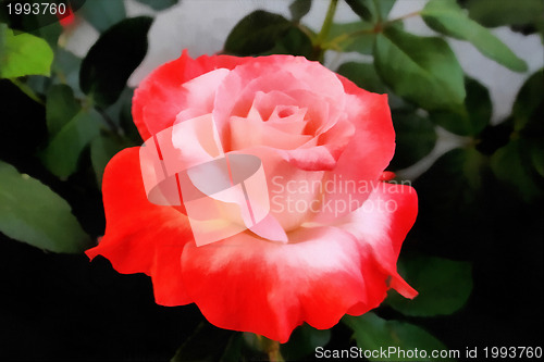 Image of Orange and Pink Rose Painting