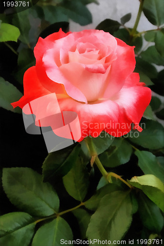 Image of Beautiful Orange and Pink Rose Painting