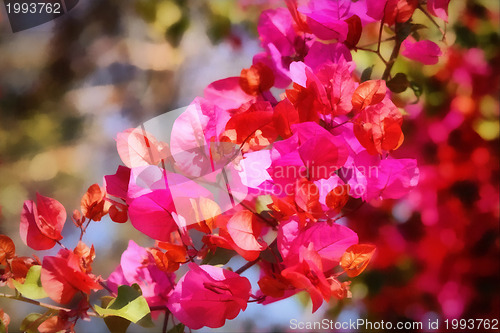 Image of Beautiful Bouganvilla Flower Painting