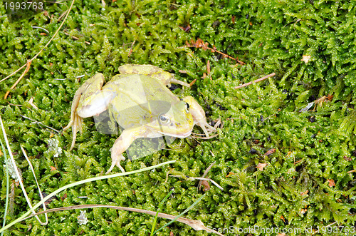 Image of green frog lithobates clamitans moss 