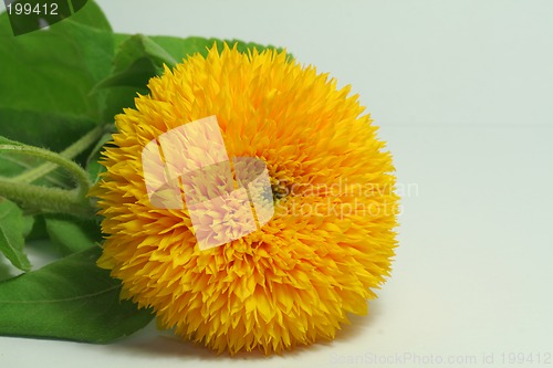 Image of Sunflower