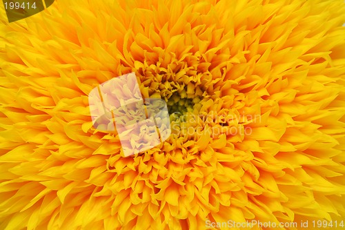 Image of Sunflower