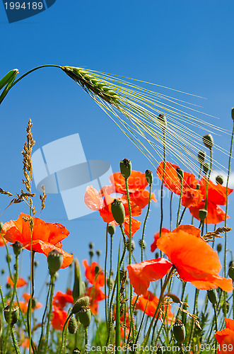 Image of red poppy and green barley