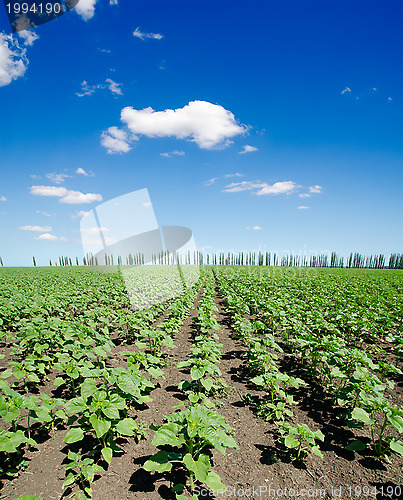 Image of field of green sunflowers