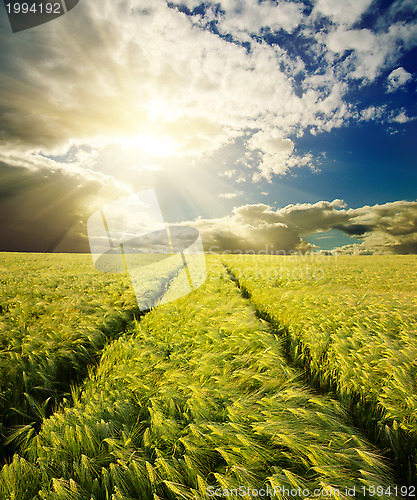 Image of green field with road under sunset