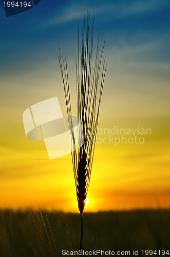 Image of golden sunset over harvest field