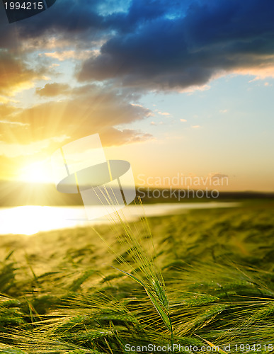 Image of sunset over field with green barley