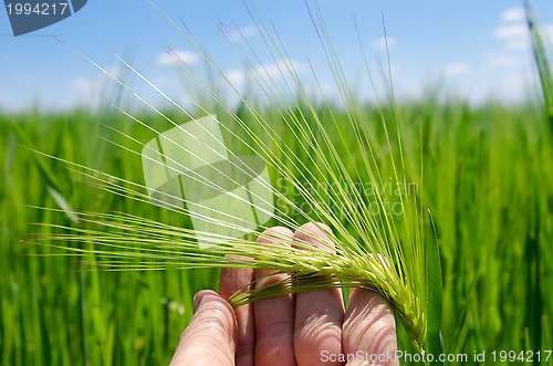 Image of green barley in hand