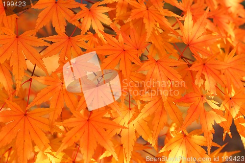 Image of Maple leaves