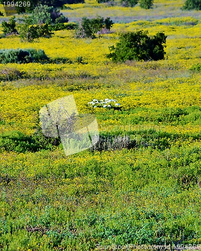Image of Sea of yellow