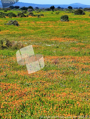 Image of Sea of orange