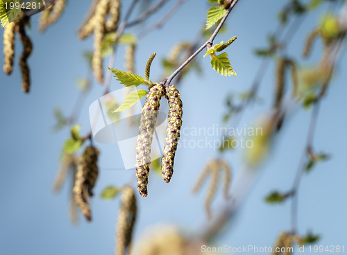 Image of Birch