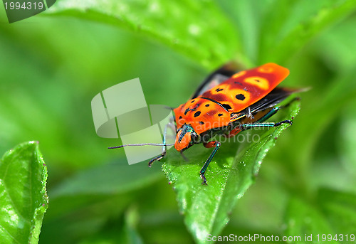 Image of An Orange Bug