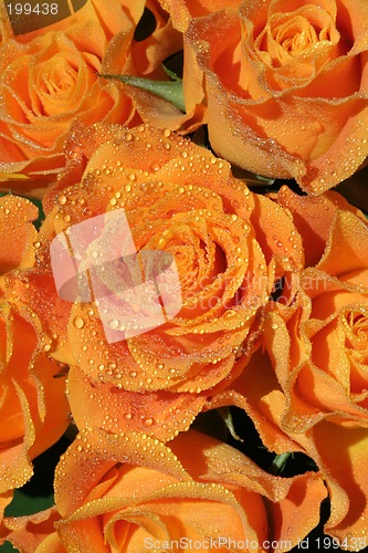 Image of Roses