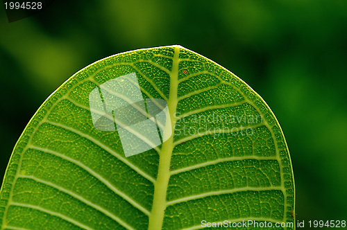 Image of Leaf Veins