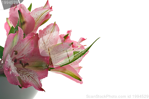 Image of Alstroemeria Bunch