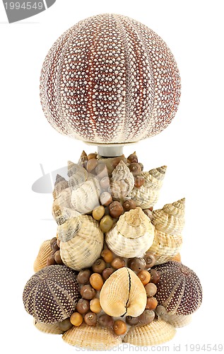 Image of Sea shell lamp