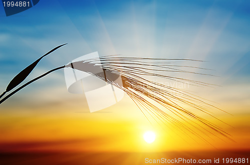 Image of barley and sunset