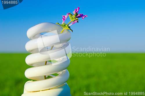 Image of flower in energy saving lamp