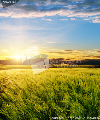 Image of ear of green wheat under sunrays