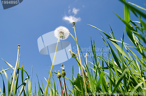 Image of old dandelion in green grass field and blue sky