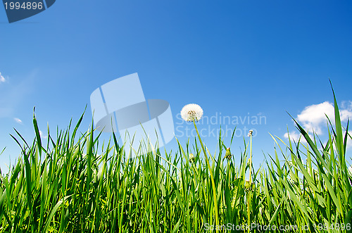 Image of old dandelion in green grass field and blue sky