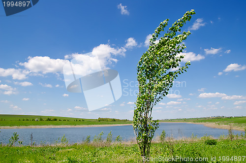 Image of tree of poplar near river under deep blue sky