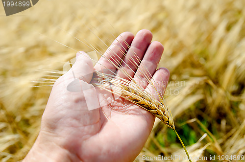 Image of gold harvest in hand