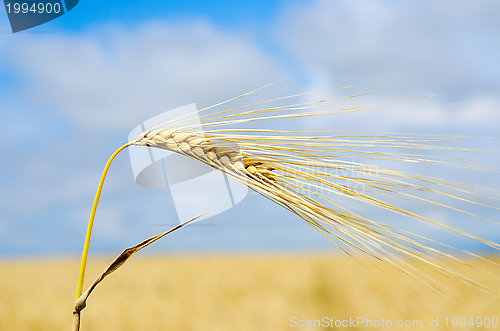 Image of gold ears of wheat close up