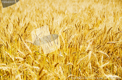 Image of golden barley