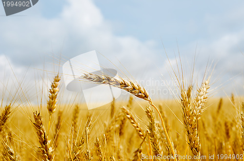 Image of gold barley close up