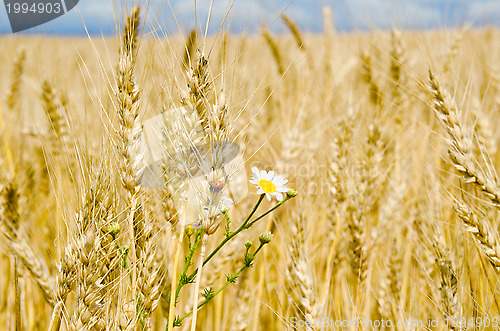 Image of ears of wheat with flowers