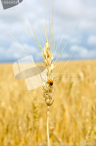 Image of ears of wheat with bug
