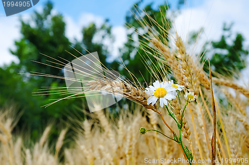 Image of ears of wheat with flowers