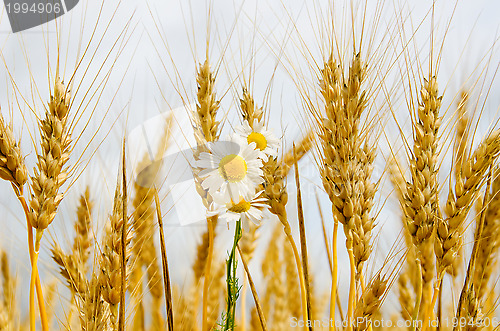 Image of ears of wheat with daisy