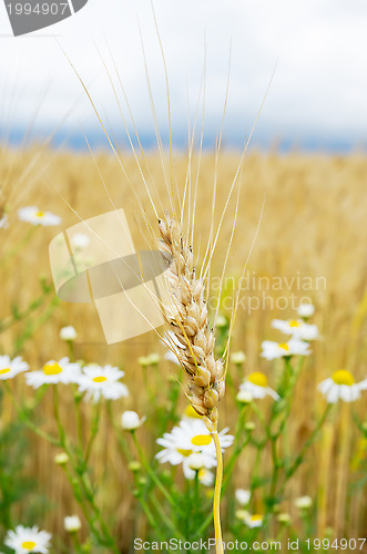 Image of ears of wheat with flowers