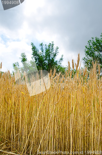 Image of field with ears of wheat