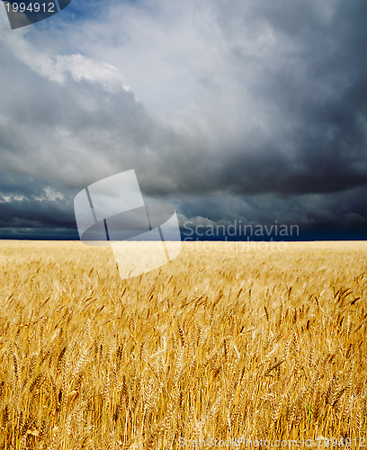 Image of golden field under dramatic sky